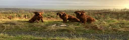 Labrador Retriever dogs for sale: Fox Red Labradors  - Advert 6