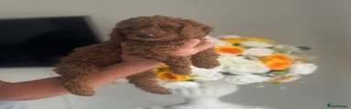 Cockapoo 6