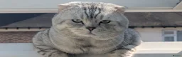Scottish Fold cats for stud: Scottish Fold Stud - Advert 1