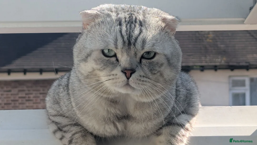 Scottish Fold cats for stud: Scottish Fold Stud - Advert 1