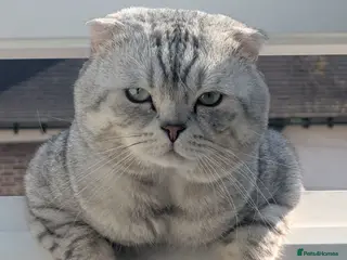 Scottish Fold cats Scottish Fold Stud - Advert 3