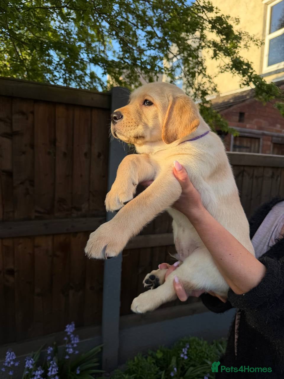 Labrador Retriever dogs LAST 2 CHUNKY LAB BOYS.Home-Raised - Advert 2