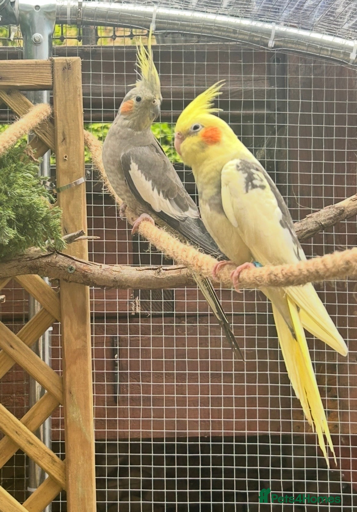 Cockatiels birds Pair of cockatiels  - Advert 4