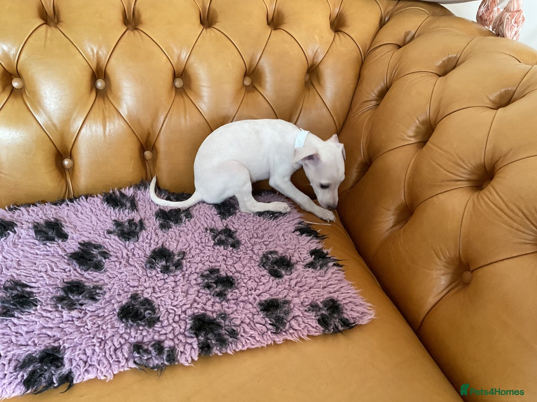 Italian Greyhound dogs for sale: Gorgeous Italian greyhound puppies  - Image 20