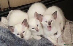 Siamese cats for sale: Siamese kittens  - Image 1