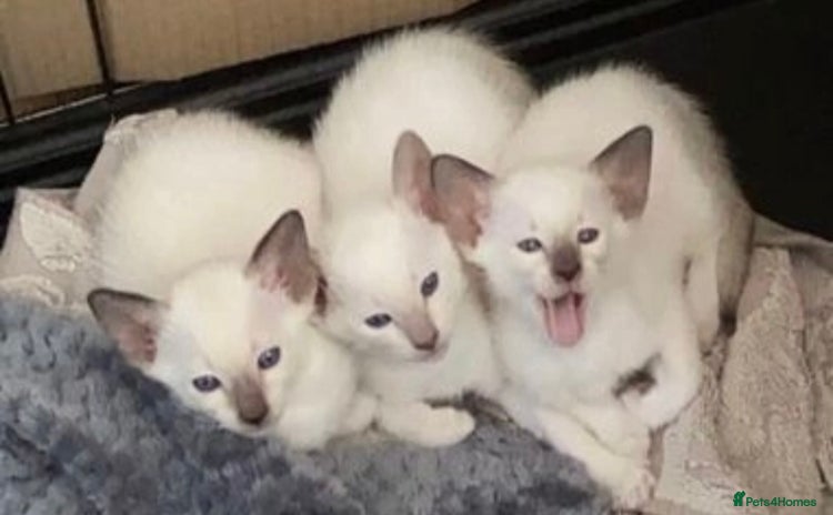 Siamese cats - Advert 2