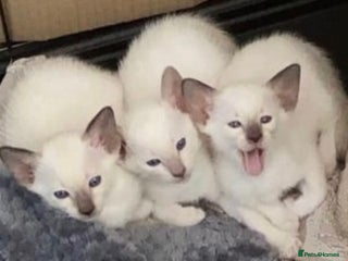 Siamese cats Siamese kittens - Advert 3