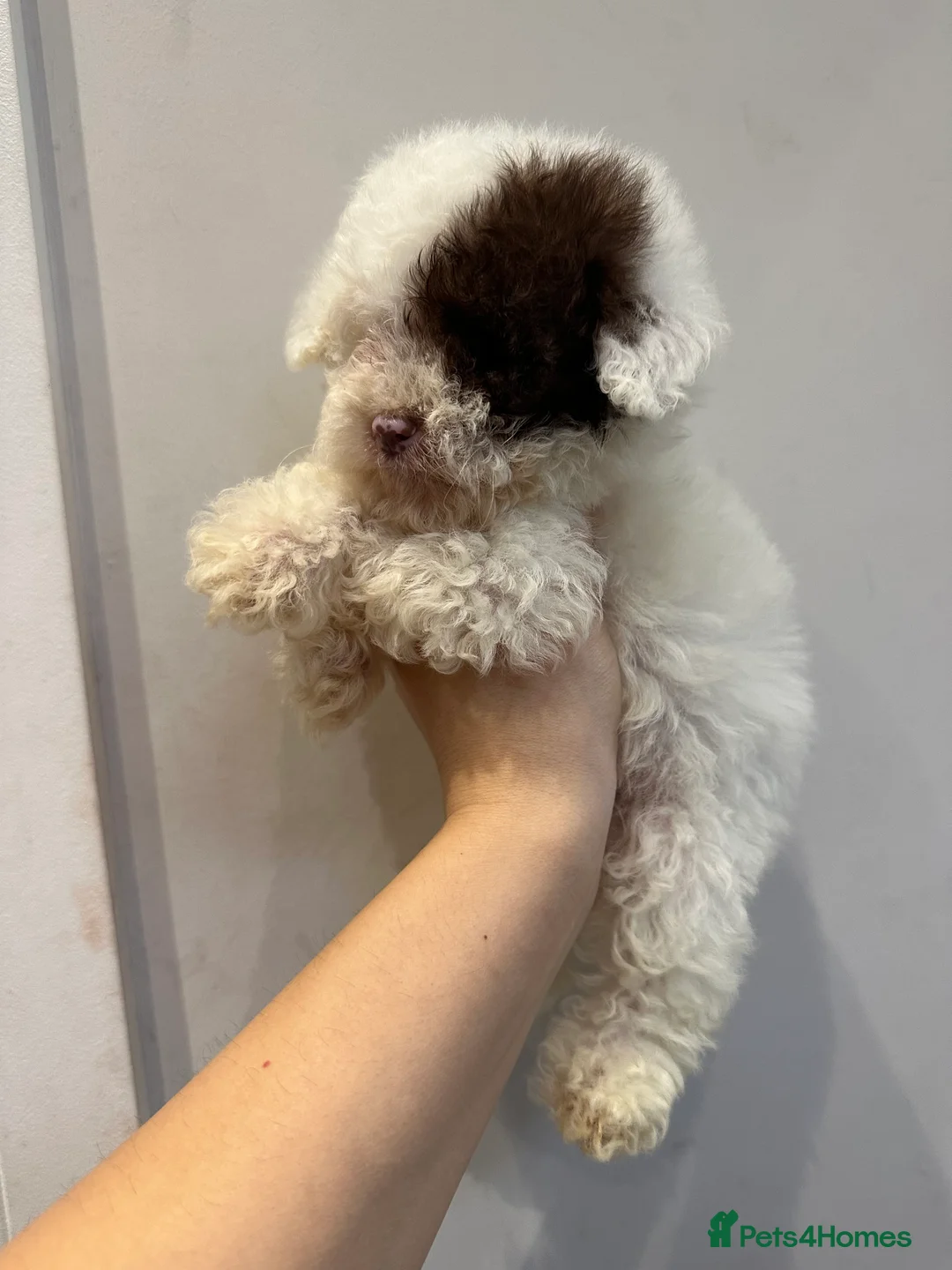 Cavapoo dogs for sale: Exceptional F2 Cavapoo Puppies - HomeRaised  - Advert 13