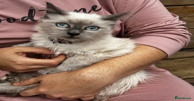 Birman cats - Advert 14