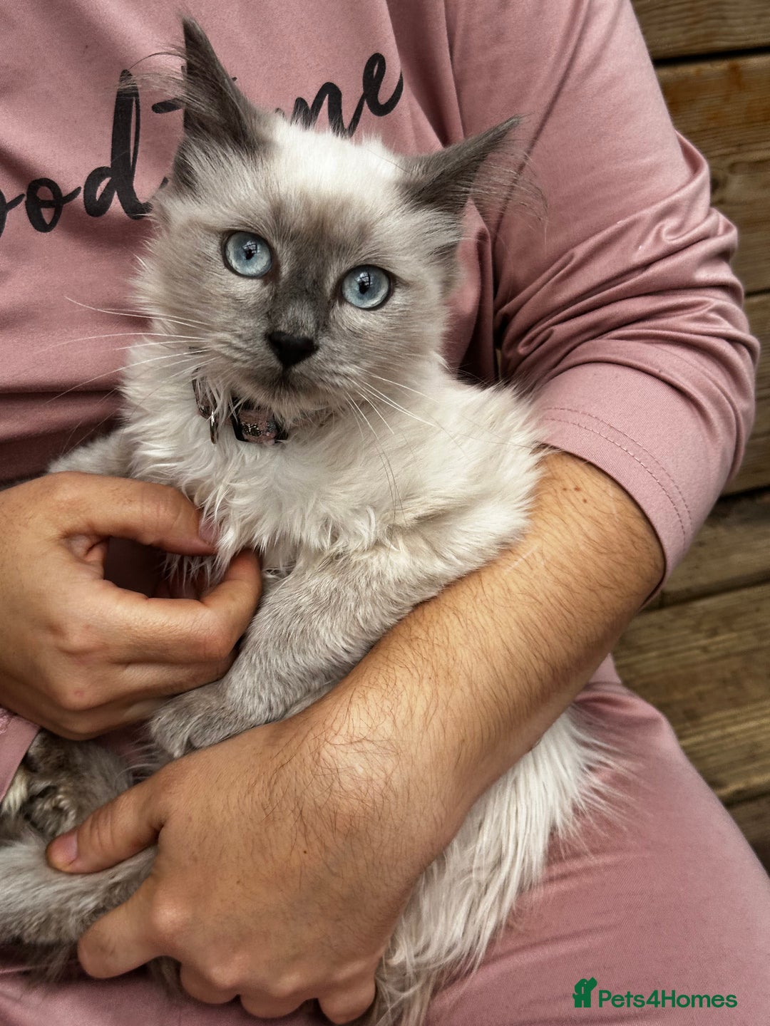 Birman cats for sale: Birman kittens  - Image 2