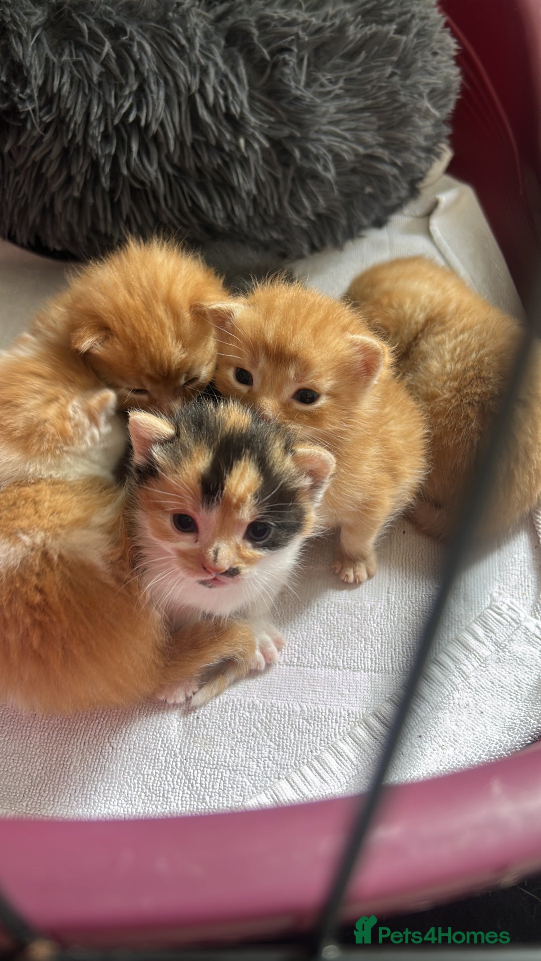 Mixed Breed cats for sale: Kittens for sale - Image 6