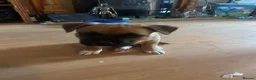 Mixed Breed dogs for sale: 3 chunky staffy crosses  - Advert 5
