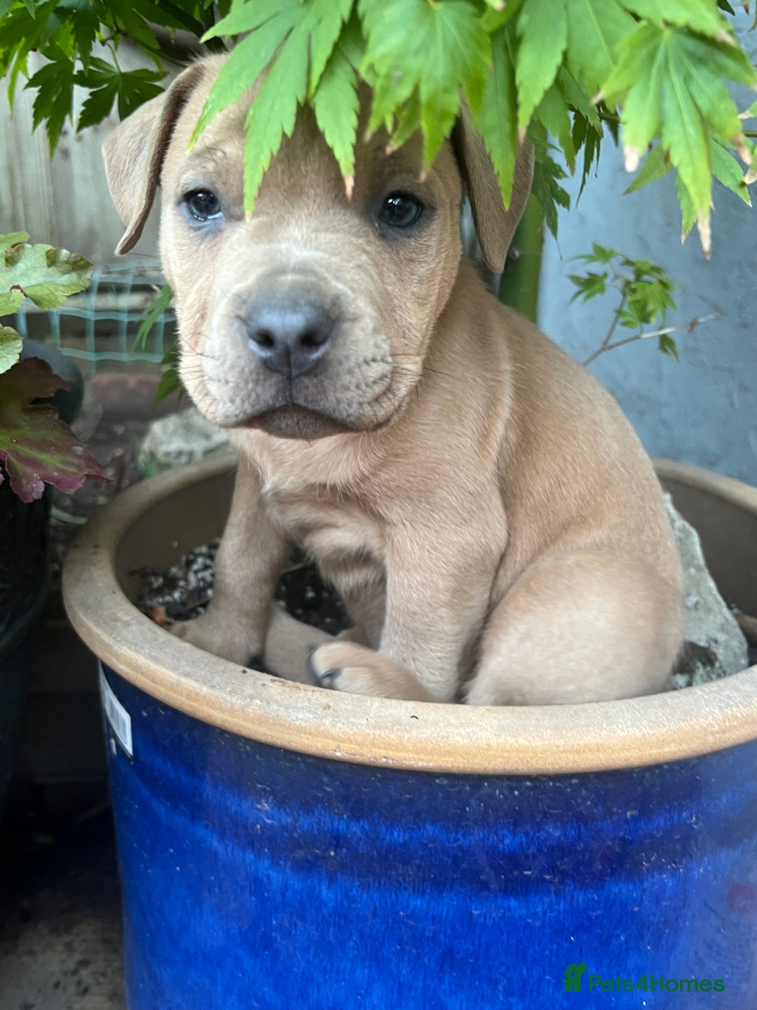 American Bull Staffy dogs for stud: Crash Bandicoot Staffweiler e ATAT d DNA tested ✅✅ - Image 11