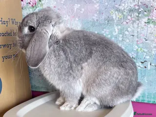 Mini Lop rabbits Beautiful Lilac Chin Mini Lop Buck Available - Advert 1