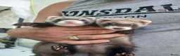 Ferret rodents for sale: Hobs and Jill's Ferrets in Southampton - Advert 2