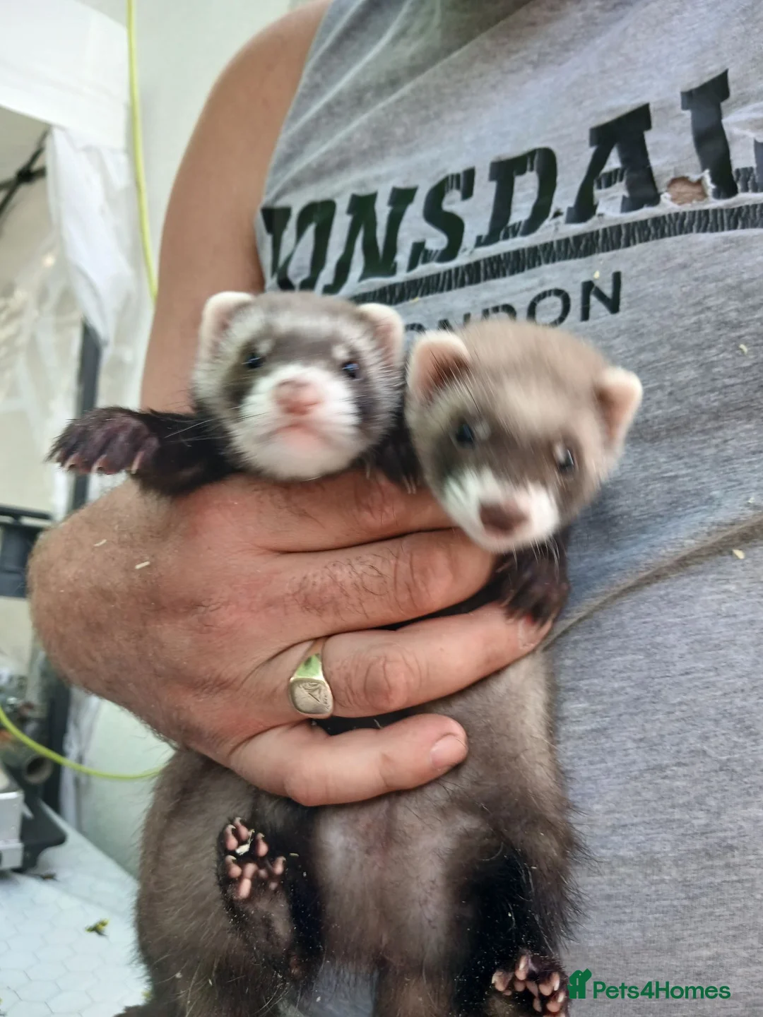 Ferret rodents for sale: Hobs and Jill's Ferrets in Southampton - Advert 2