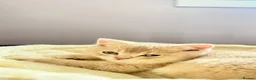 British Shorthair cats for sale: Stunning Purebred BSH - Vaccinated & Microchipped - Advert 3