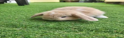 Mini Lop rabbits for sale: Beautiful Mini lop looking good a home - Advert 2