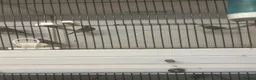 Finches birds for sale: Javas ,quail, canarys - Advert 3