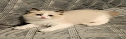 Ragdoll cats for sale: Stunning Ragdoll kittens 😸  - Advert 15