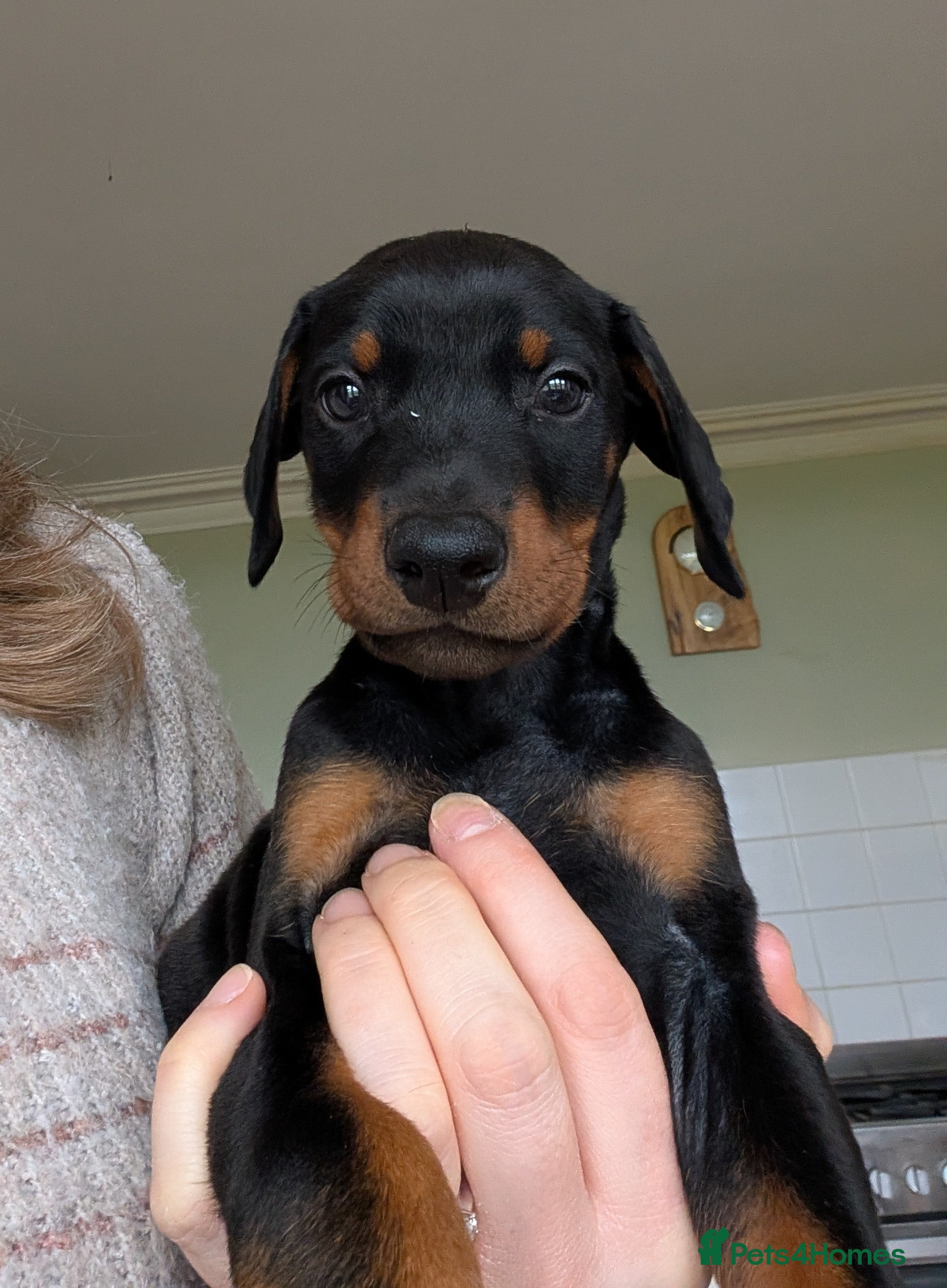 Dobermann dogs Beautiful KC Doberman Pups - Advert 2