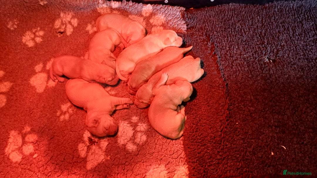 Labrador Retriever dogs for sale: KC REGISTERED YELLOW LABRADOR PUPPIES FOR SALE  - Image 4