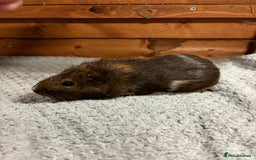 Guinea Pig rodents for sale: Female guinea pigs - Image 4