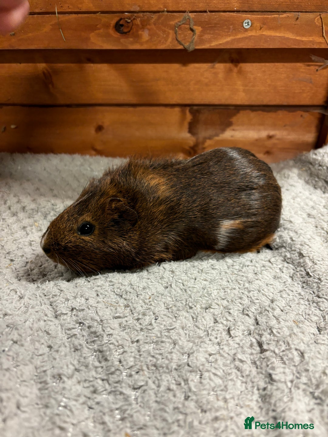 Guinea Pig rodents for sale: Female guinea pigs - Image 4