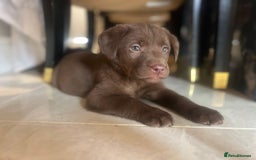 Labrador Retriever dogs for sale: Chocolate Labrador puppies  - Advert 5