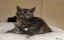 Maine Coon cats for sale: Absolutelly gorgeous kittens  - Image 2