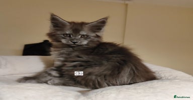 Maine Coon cats - Advert 10