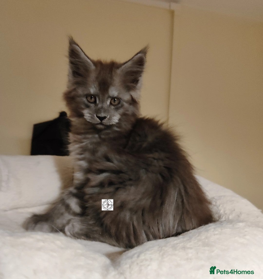 Maine Coon cats for sale: Absolutelly gorgeous kittens  - Image 2