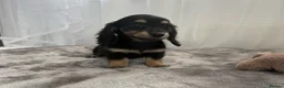 Miniature Dachshund dogs for sale: Beautiful long coat puppies ready now - Advert 6