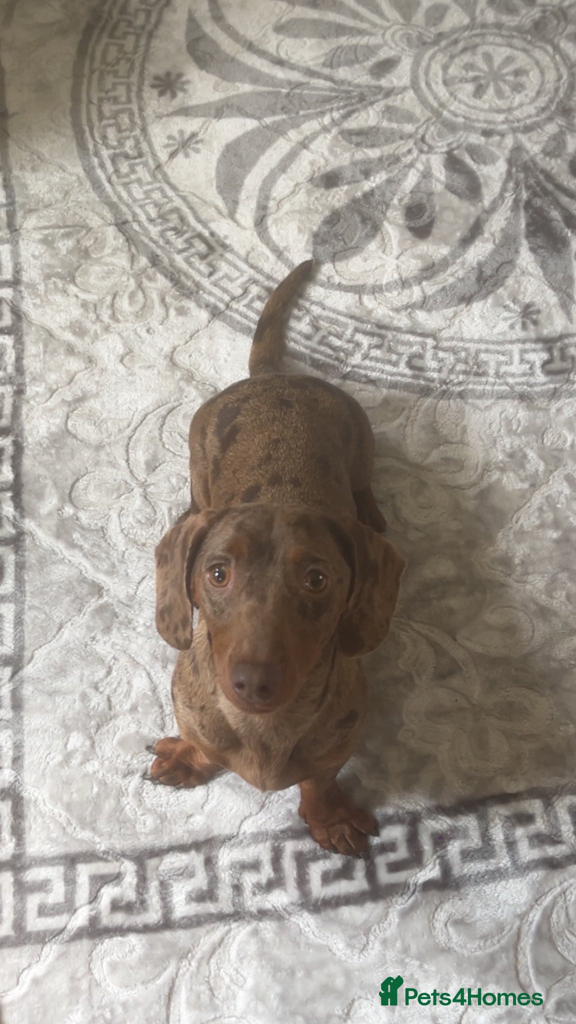 Miniature Dachshund dogs Male dapple dachshund-HUGO - Advert 1