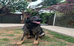 German Shepherd dogs for sale: Female German Shepherd - working line - Advert 6