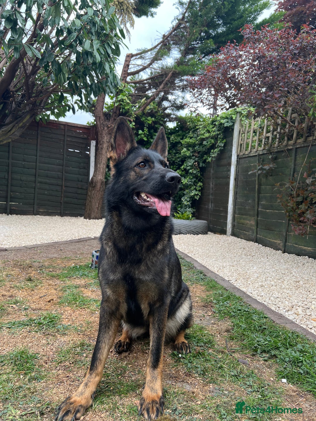 German Shepherd dogs for sale: Female German Shepherd - working line - Advert 6