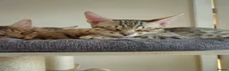 Savannah cats for sale: 3 beautilful F5 Savannah kittens - Advert 13