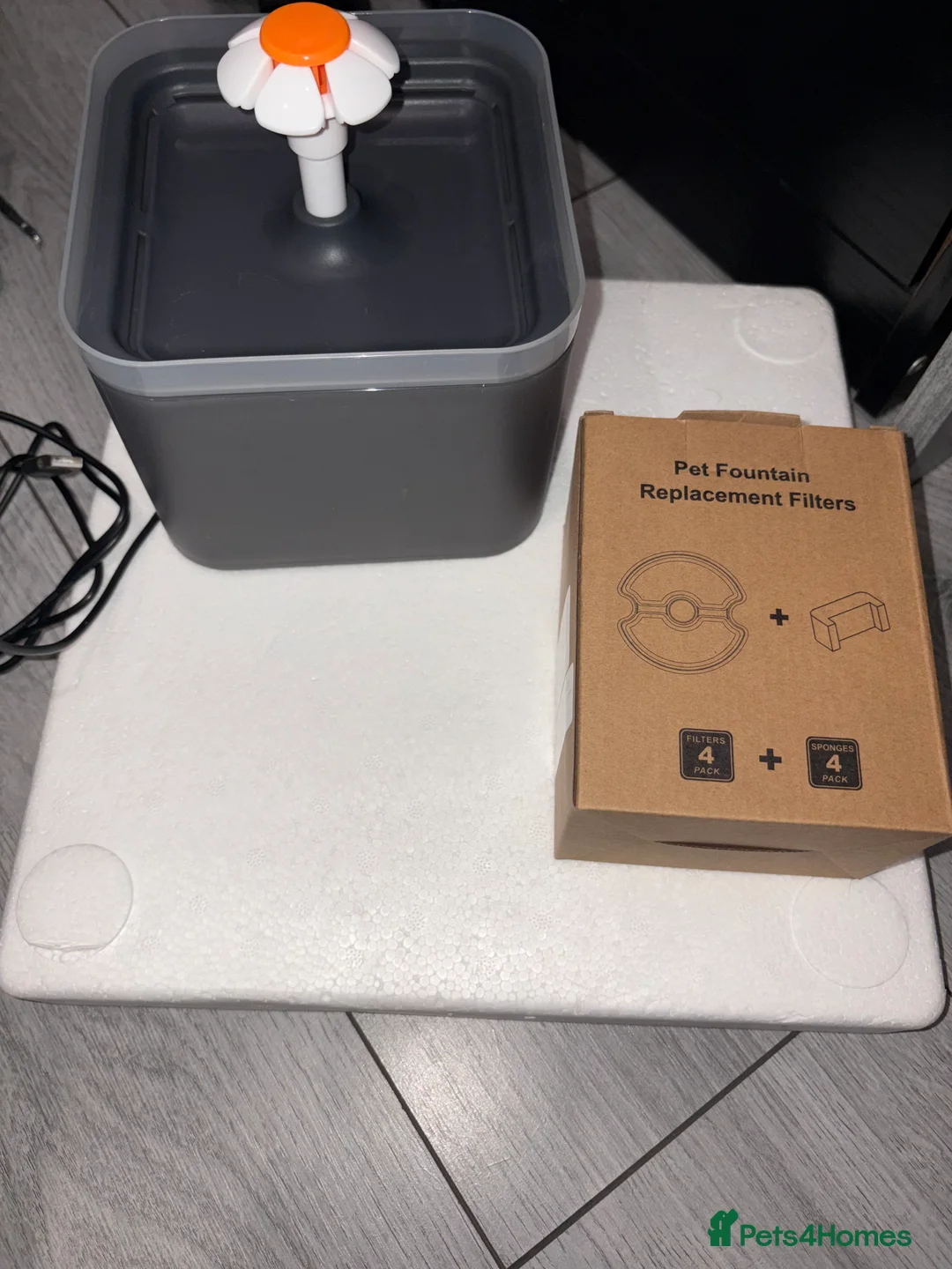 Ragdoll cats for sale: White Female Ragdoll for sale - Advert 22