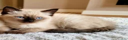 Ragdoll cats for sale: Purebred Ragdoll Kittens, Ready to Go - Advert 11