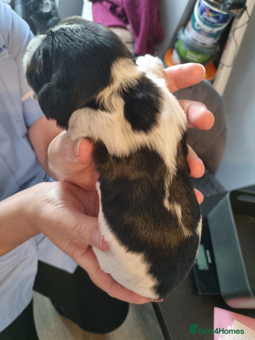 Sprocker dogs for sale: Sprocker  - Image 11