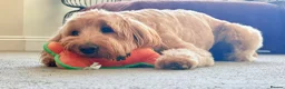 Mixed Breed dogs for sale: Australian double doodles  - Advert 11