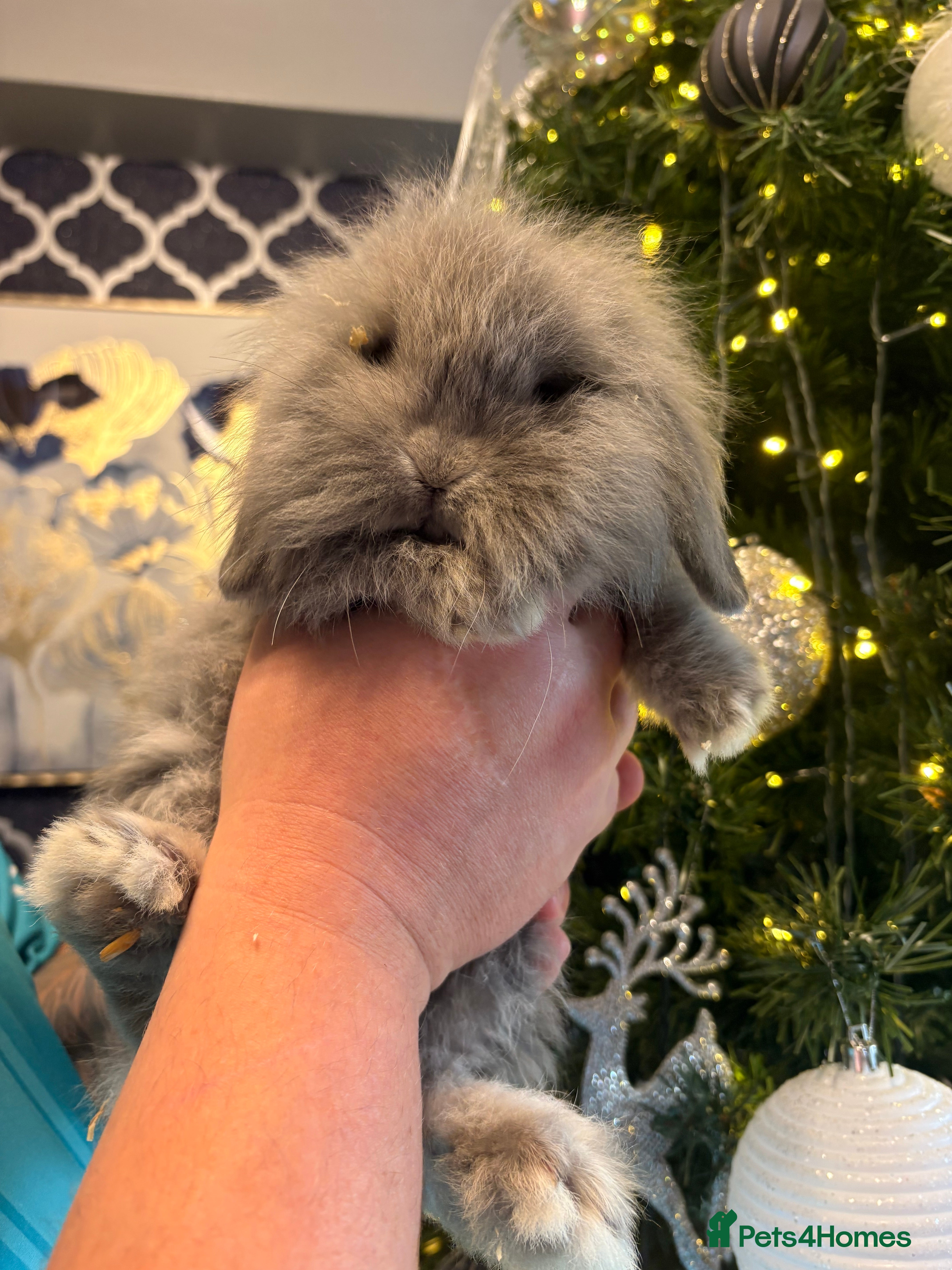 Mixed Breed rabbits Dwarf lion head/mini lop babies  - Advert 6