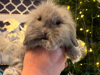 Mixed Breed rabbits Dwarf lion head/mini lop babies - Advert 6