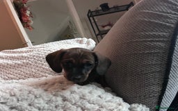 Miniature Dachshund dogs for sale: 3 gorgeous miniature dachshund girls  - Advert 23