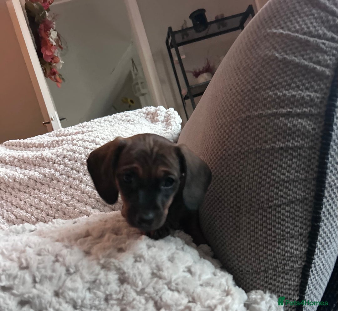 Miniature Dachshund dogs for sale: 3 gorgeous miniature dachshund girls  - Advert 23