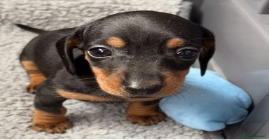 Miniature Dachshund dogs - Advert 11