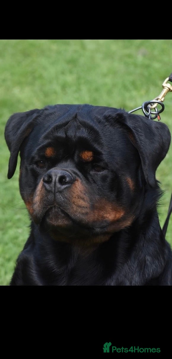 Rottweiler dogs 2 amazing KC registered rottweiler puppies left - Advert 2