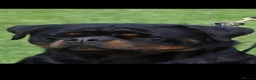 Rottweiler dogs for sale: 2 amazing KC registered rottweiler puppies left - Advert 2