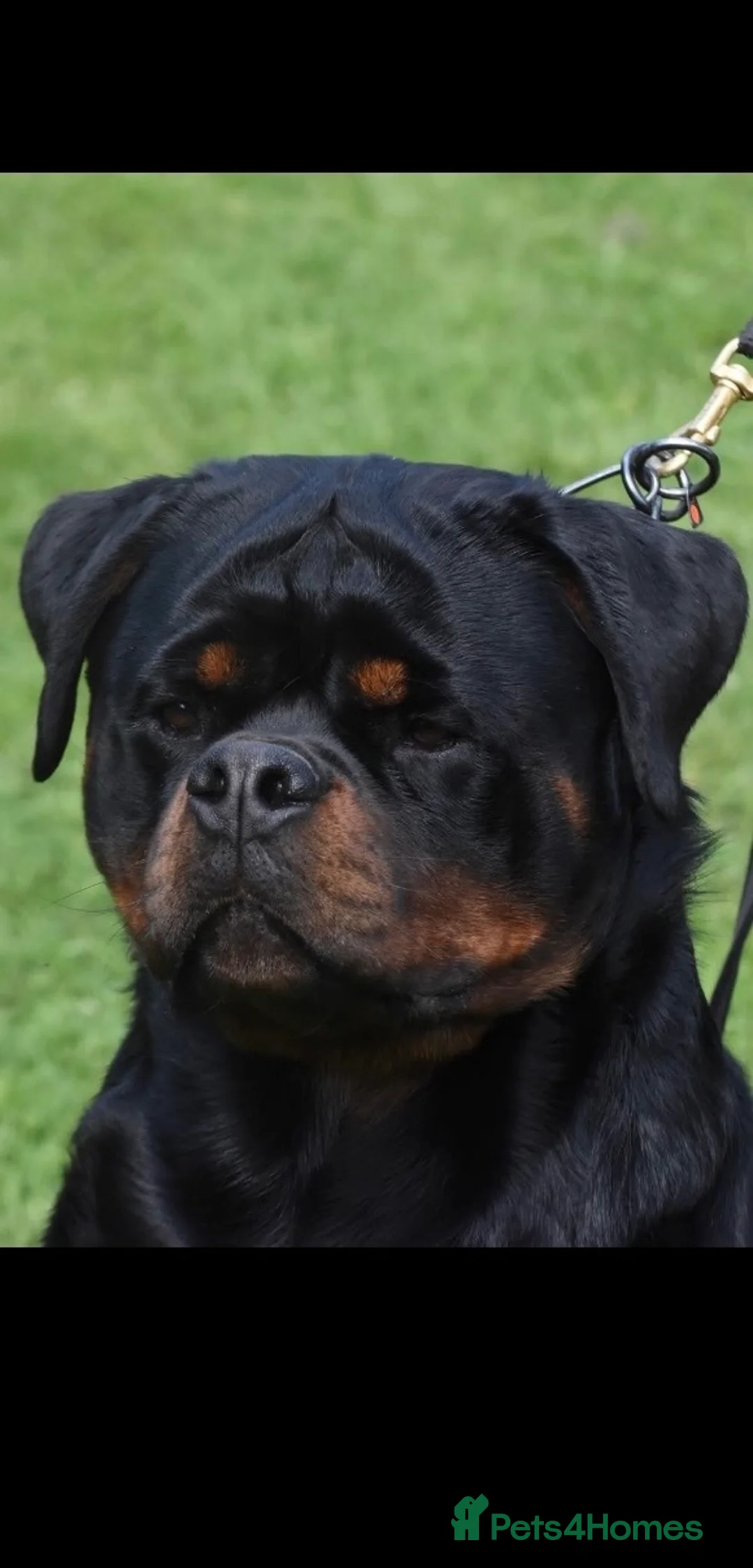 Rottweiler dogs for sale: 2 amazing KC registered rottweiler puppies left - Advert 2