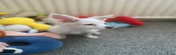 Maltese dogs for sale: Malchi Female Puppy Ready Now  - Advert 5